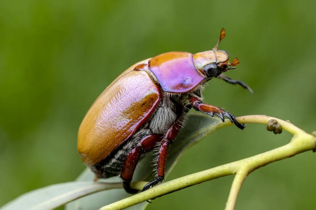 Spring insect observation techniques improve identification rates