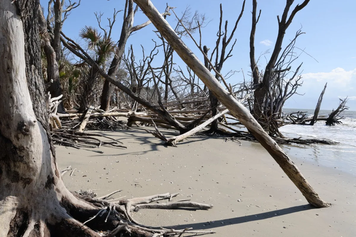 Inland ghost forests expanding near freshwater lakes in the US