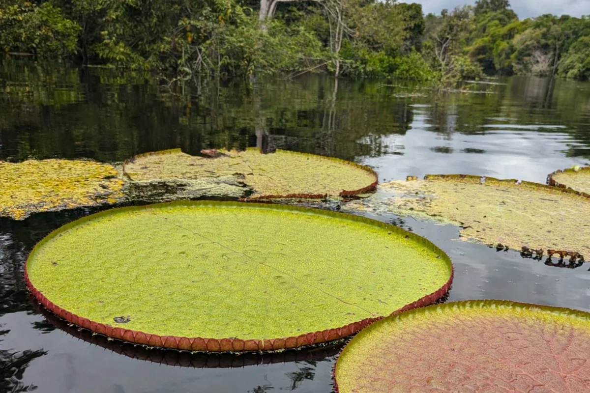 Three new giant waterlily species identified in recent years