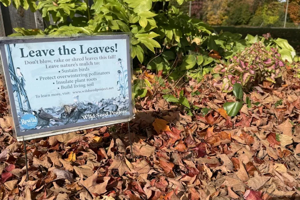 Fallen leaves may support pollinators and soil health when left in place