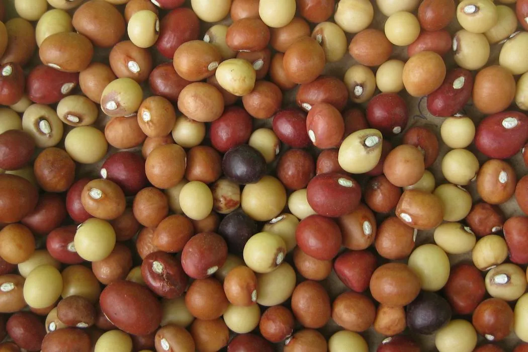 New maps guide planting of drought-tolerant bambara groundnut in southern Africa